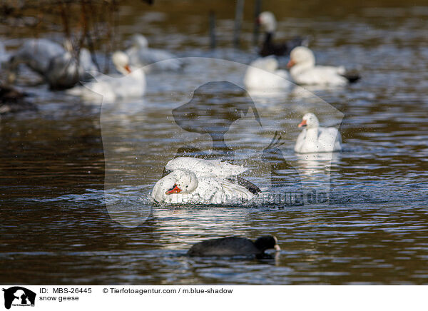 Schneegnse / snow geese / MBS-26445