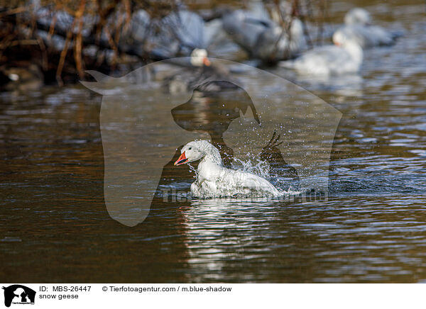 snow geese / MBS-26447