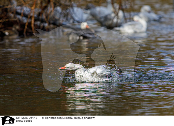 Schneegnse / snow geese / MBS-26448