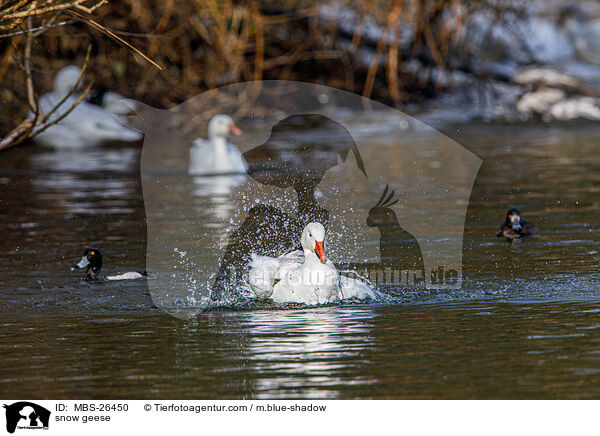 snow geese / MBS-26450
