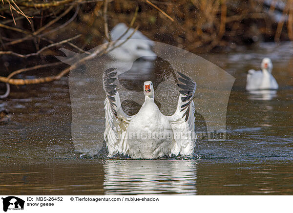 snow geese / MBS-26452