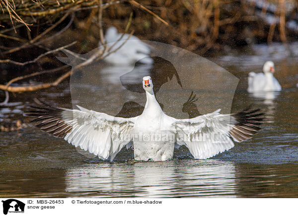 snow geese / MBS-26453