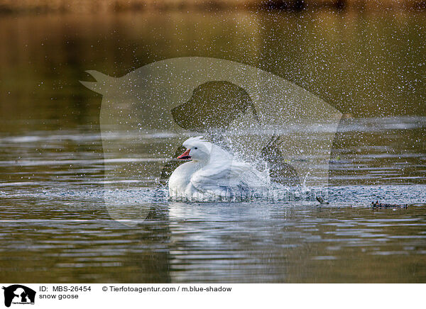 snow goose / MBS-26454