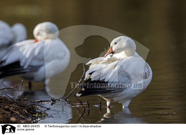 snow geese / MBS-26455