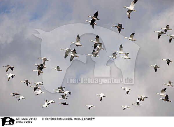 Schneegnse / snow geese / MBS-26464