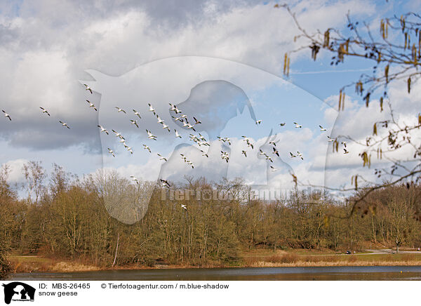 Schneegnse / snow geese / MBS-26465
