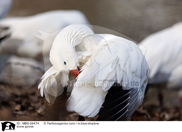 Schneegans / snow goose / MBS-26474