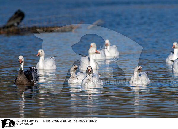 snow geese / MBS-26485