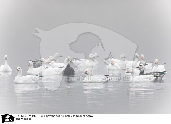 snow geese / MBS-26497