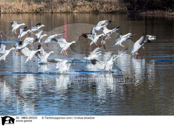 snow geese / MBS-26500