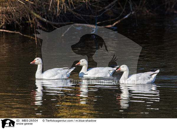snow geese / MBS-26504