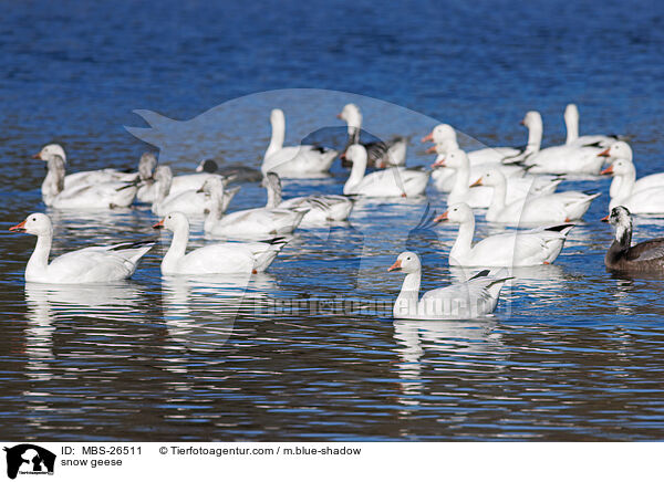 snow geese / MBS-26511