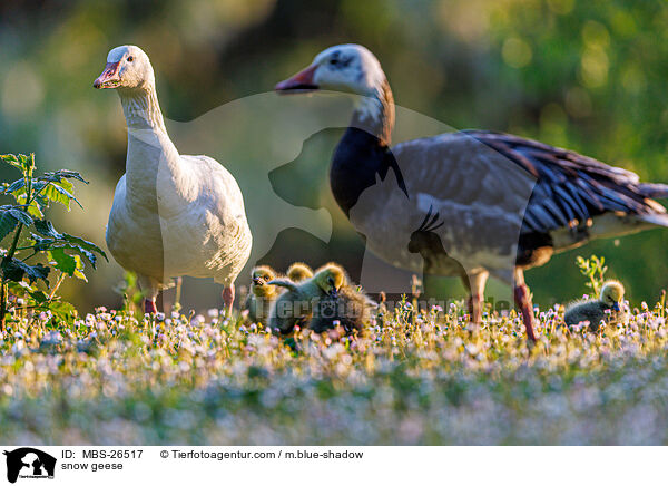 Schneegnse / snow geese / MBS-26517