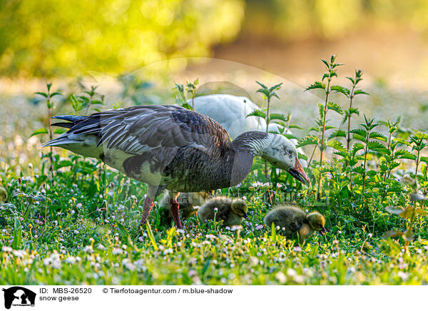Schneegnse / snow geese / MBS-26520