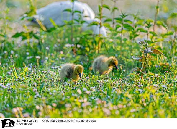 Schneegnse / snow geese / MBS-26521