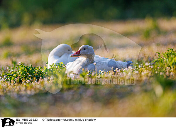 snow geese / MBS-26523