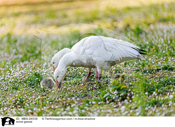 Schneegnse / snow geese / MBS-26538