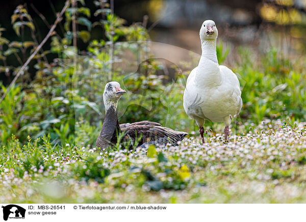 Schneegnse / snow geese / MBS-26541