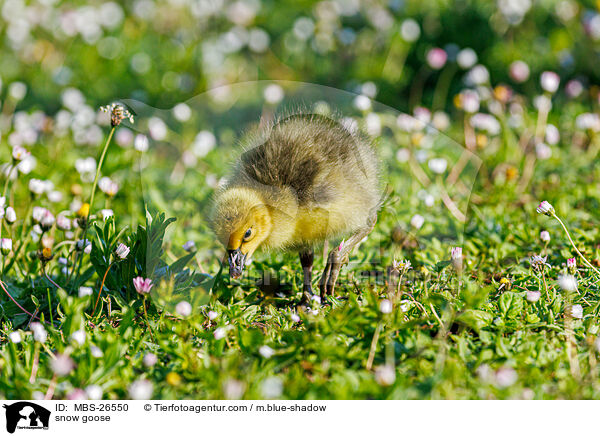 Schneegans / snow goose / MBS-26550
