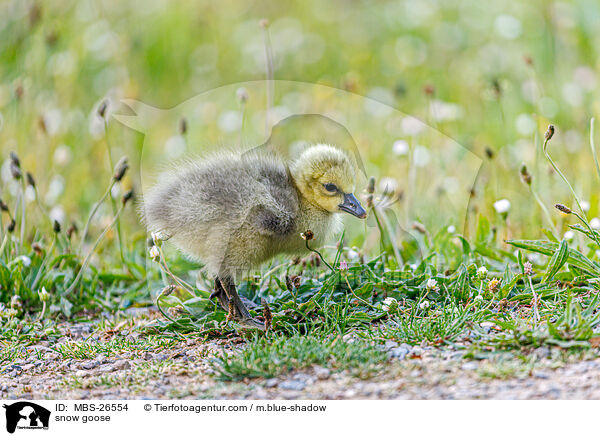 Schneegans / snow goose / MBS-26554