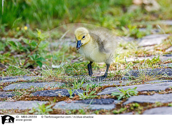 Schneegans / snow goose / MBS-26559