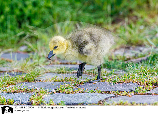 Schneegans / snow goose / MBS-26560