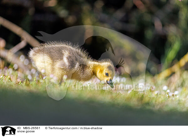 Schneegans / snow goose / MBS-26561