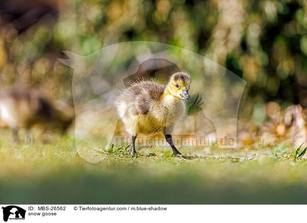Schneegans / snow goose / MBS-26562
