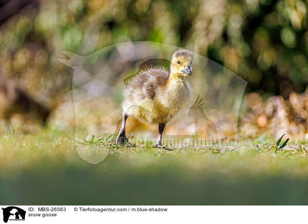 Schneegans / snow goose / MBS-26563