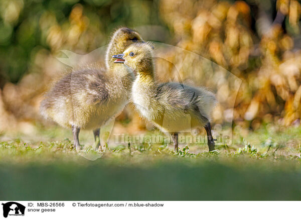 snow geese / MBS-26566