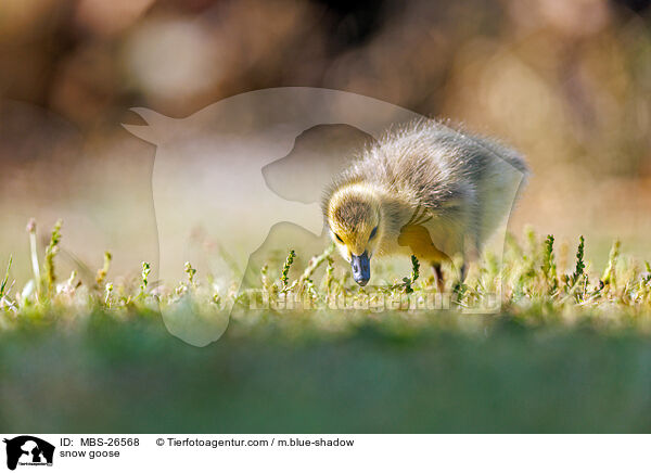 Schneegans / snow goose / MBS-26568