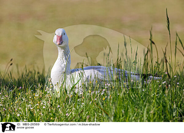 Schneegans / snow goose / MBS-26569