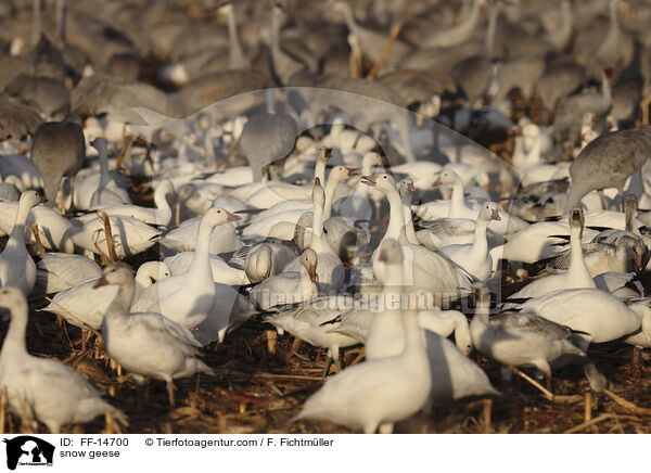 Schneegnse / snow geese / FF-14700