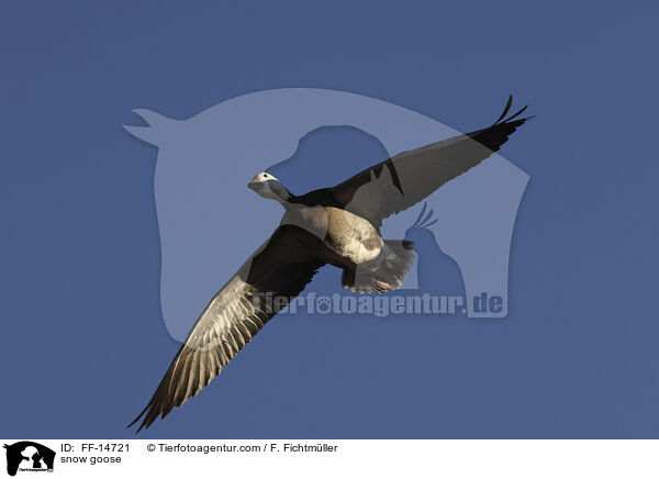 snow goose / FF-14721