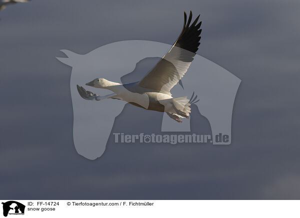 snow goose / FF-14724