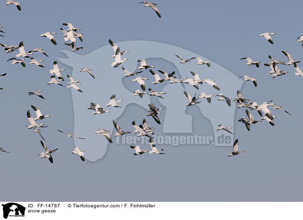 snow geese / FF-14787
