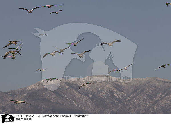 snow geese / FF-14792