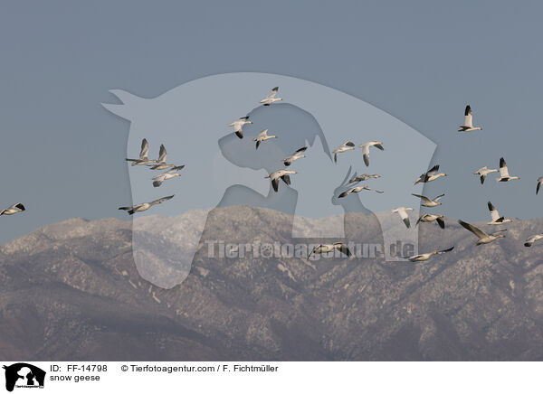 snow geese / FF-14798