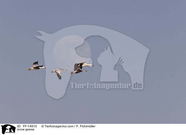 snow geese / FF-14810