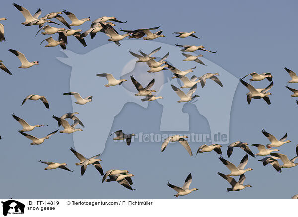snow geese / FF-14819