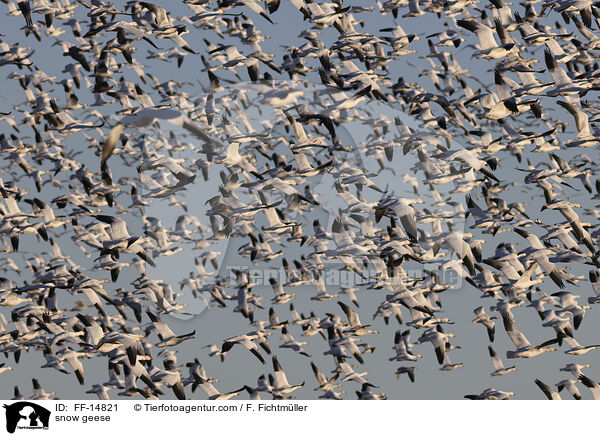 Schneegnse / snow geese / FF-14821