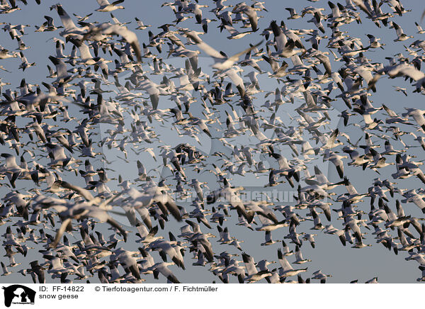 snow geese / FF-14822
