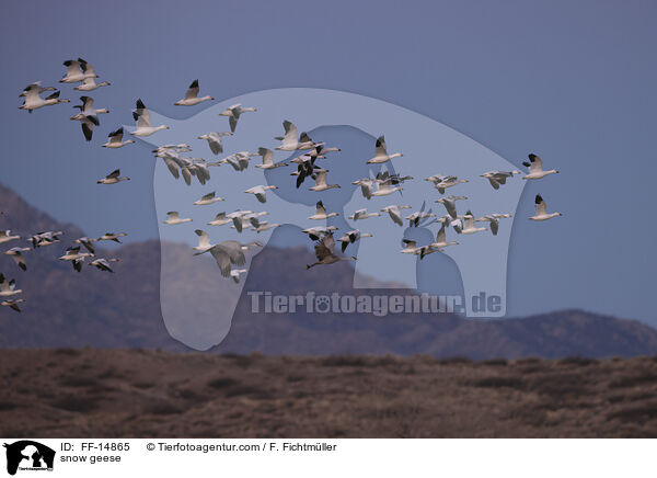 Schneegnse / snow geese / FF-14865