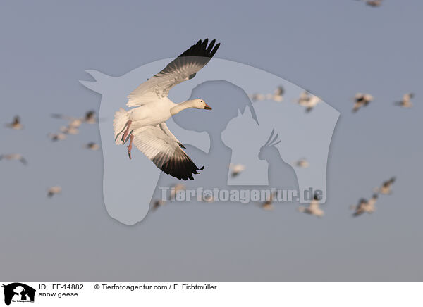 Schneegnse / snow geese / FF-14882