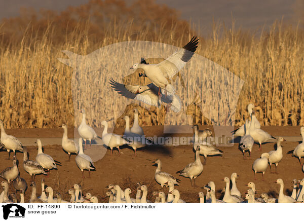 Schneegnse / snow geese / FF-14890