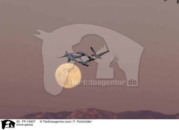 Schneegnse / snow geese / FF-14907