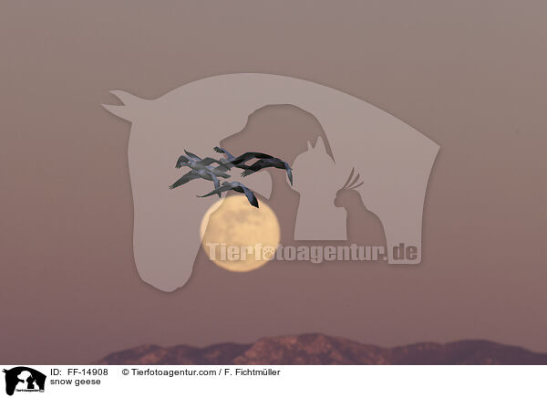 Schneegnse / snow geese / FF-14908