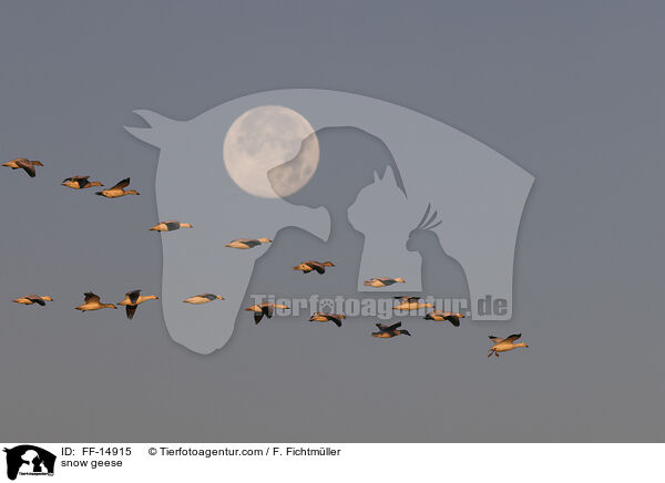 snow geese / FF-14915