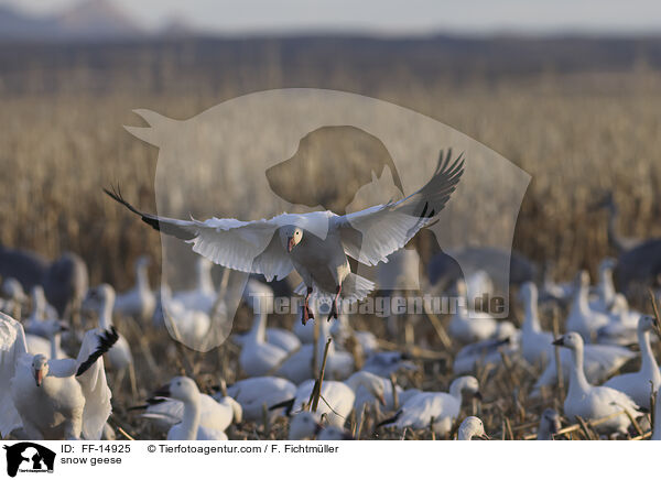 Schneegnse / snow geese / FF-14925