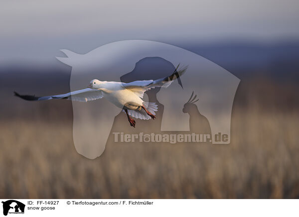 snow goose / FF-14927